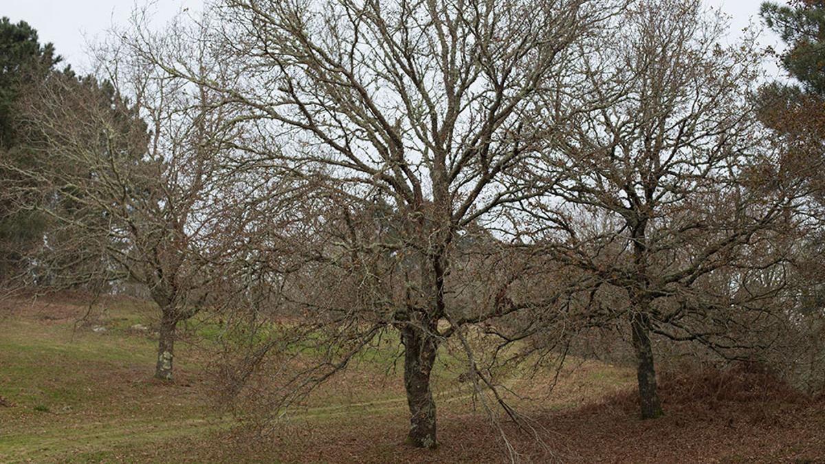 Imaxe das inmediacións do Castro de Barbude.