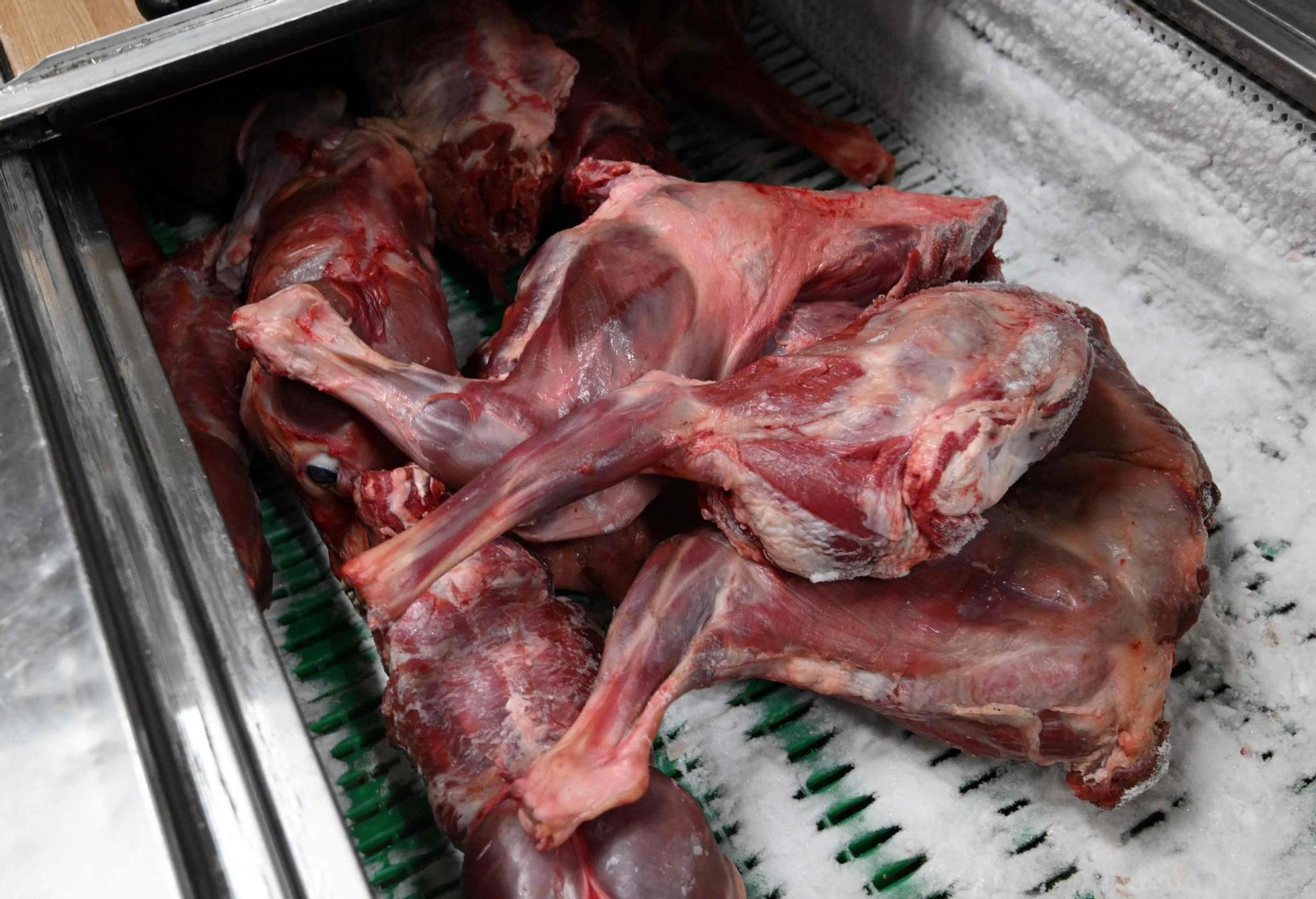 Corea del Sur prohíbe desde 2027 el consumo de carne de perro