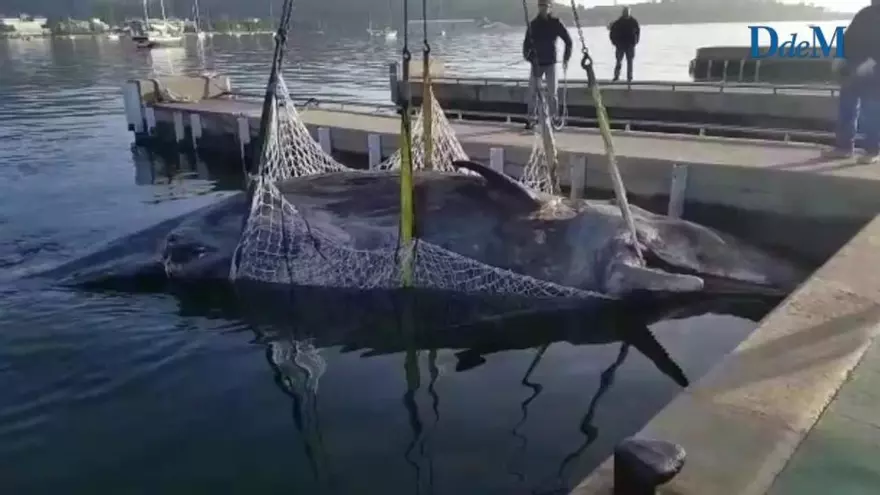 Toter Pottwal in Port de Pollença an Land gehievt