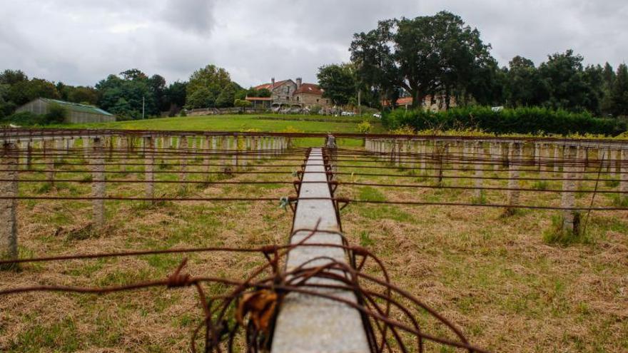 ¿Viñas ecológicas en Vista Real?