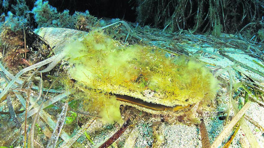 Las nacras, joyas del Mediterráneo al borde de la extinción