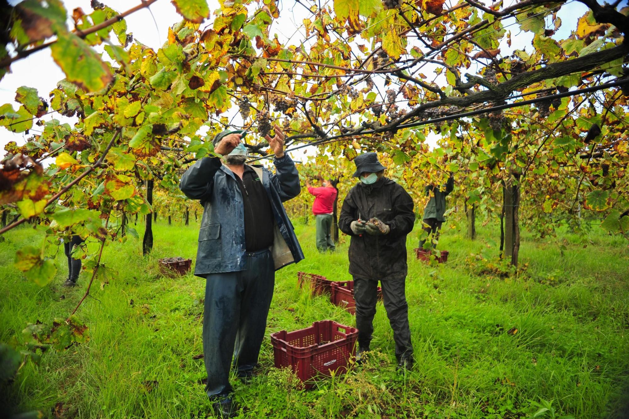 Vendimia tardía de la bodega Martín Codax