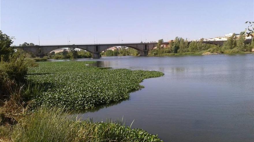 La limpieza de la ribera del Guadiana en Mérida comenzará en la próxima semana