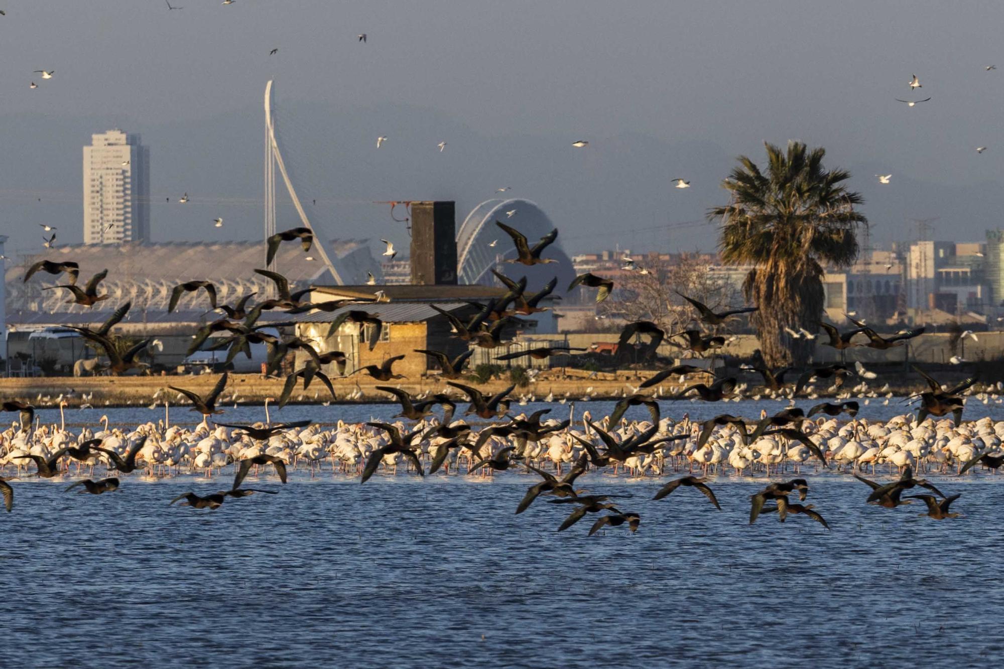 Flamencos, "moritos" y otras aves hibernan en l'Albufera