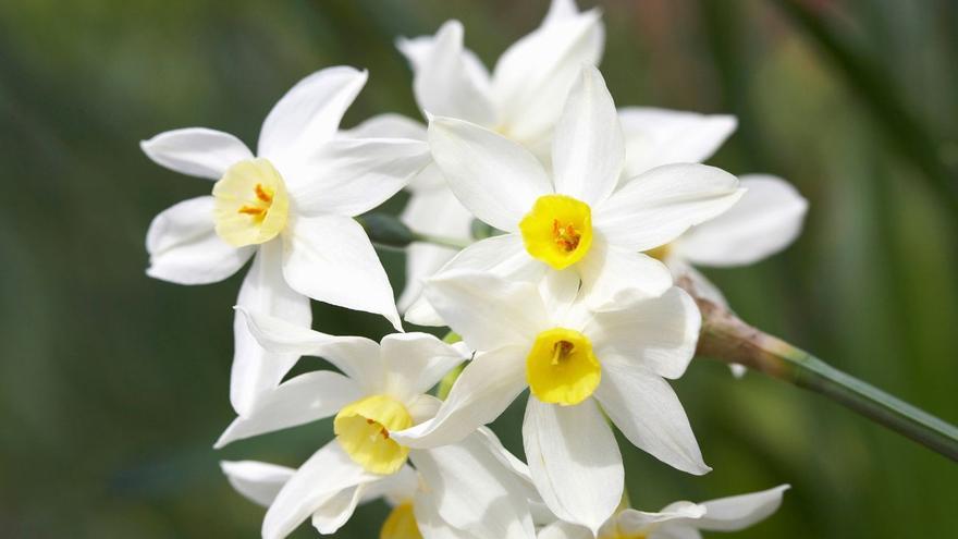 Narciso &#039;Topolino&#039;: la flor en miniatura que conquistará  tu jardín