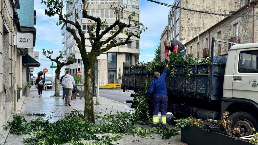 Época de podas en el casco urbano  |