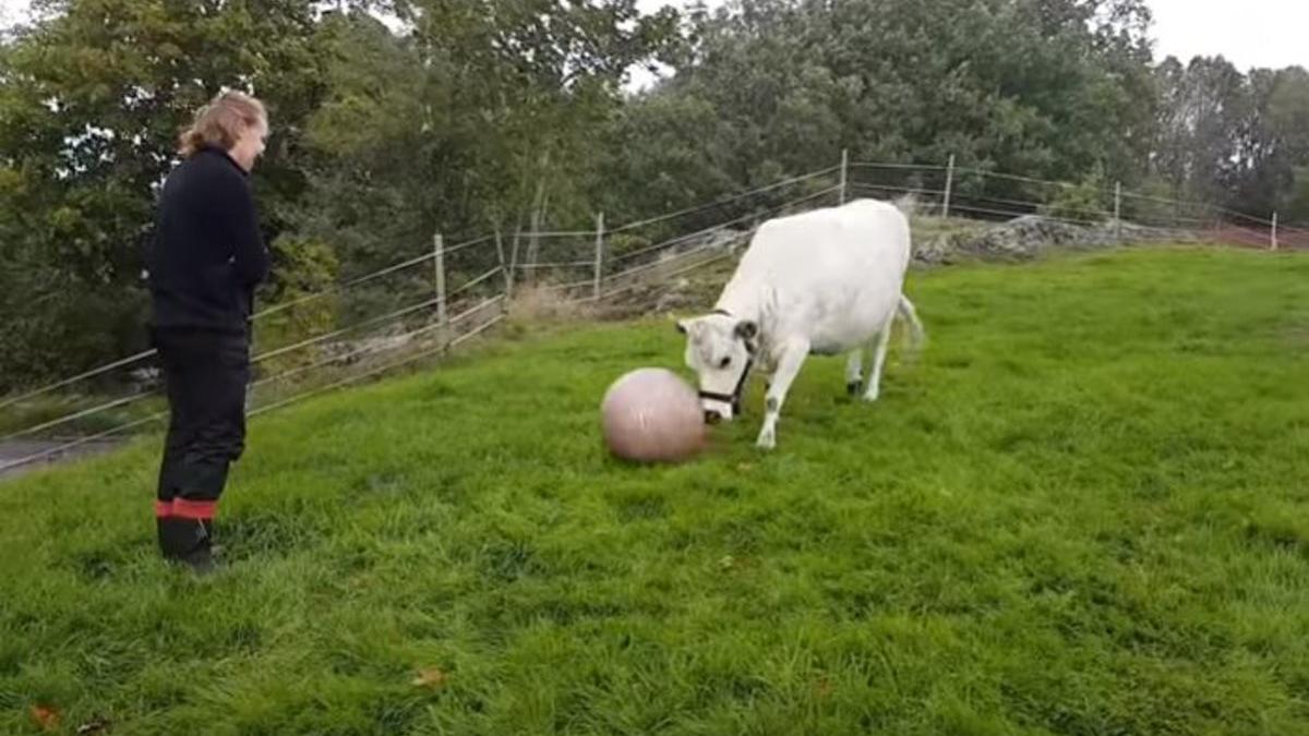 Una vaca juega con una pelota de pilates