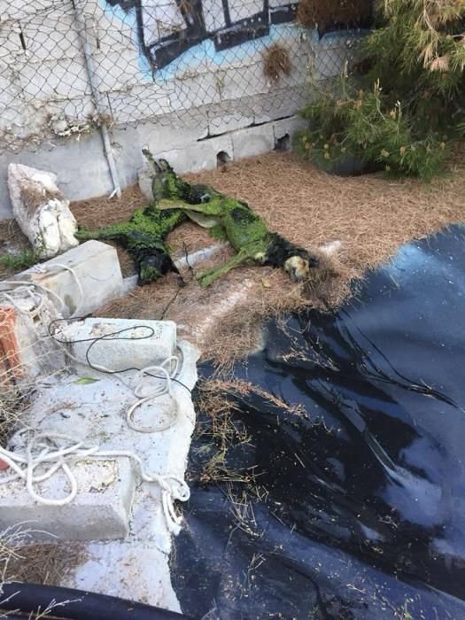 Los cuatro perros fueron torturados hasta la muerte y lanzados a una balsa de una finca de Mutxamel.