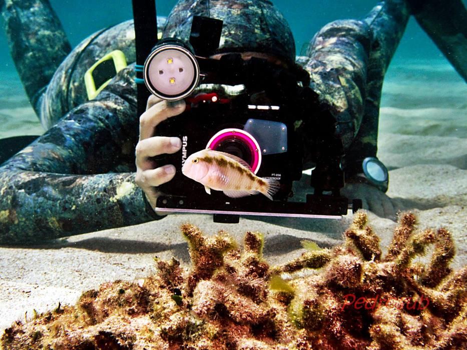 Die Unter-Wasser-Paparazzi von Mallorca