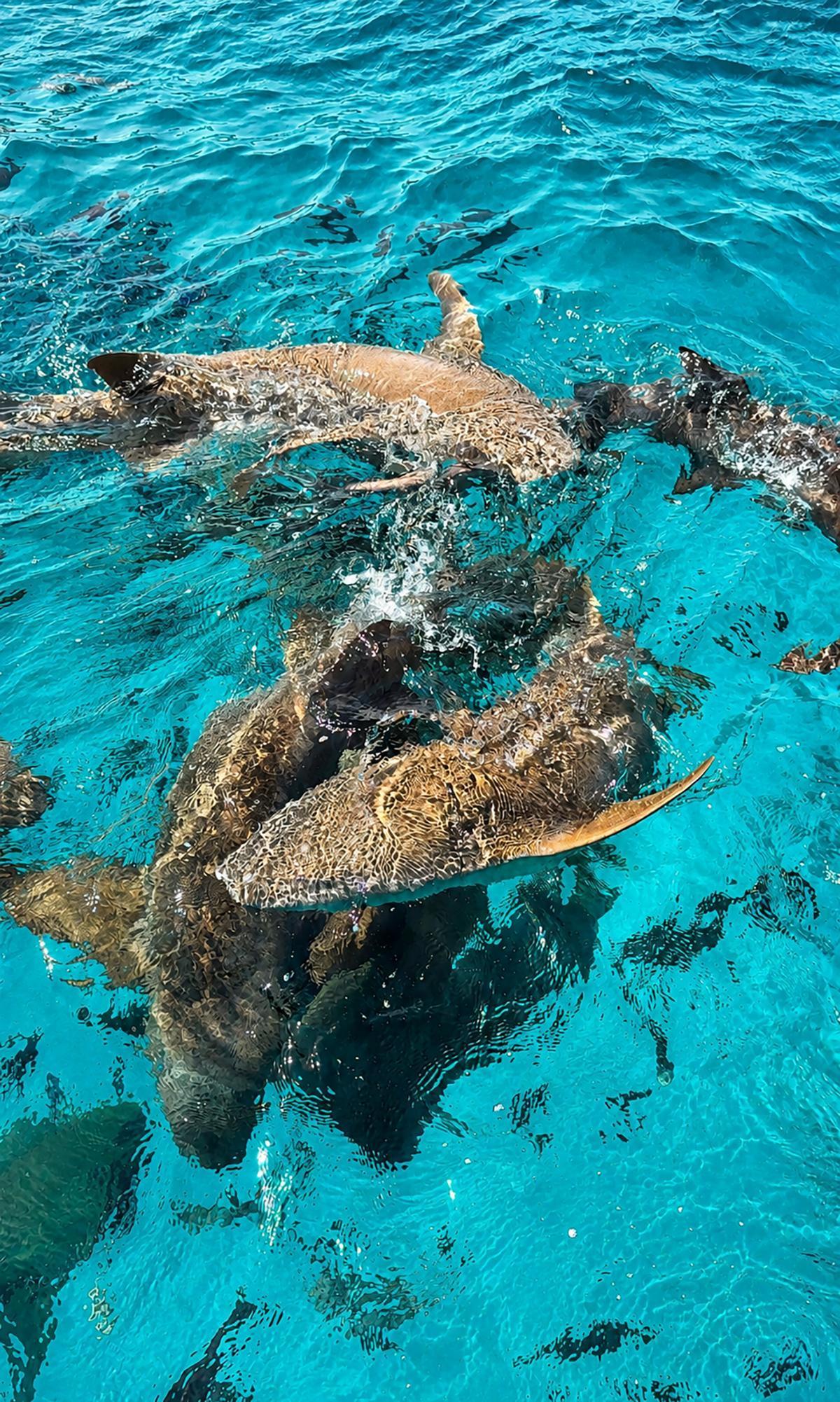 Tiburones nodriza en aguas de Maldivas, donde atolones como Vaavu permiten hacer excursiones en barco para nadar junto a ellos con guías especializados.