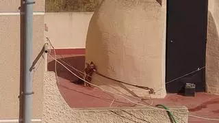 Condenada a un año de prisión por maltrato animal la propietaria de un perro que murió de un golpe de calor atado en una azotea de Torrevieja