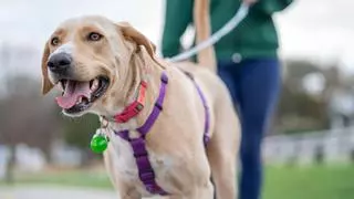 Los “químicos eternos” aparecen en casi todos los perros y gatos analizados en un estudio: el 99 % tenía una de estas sustancias