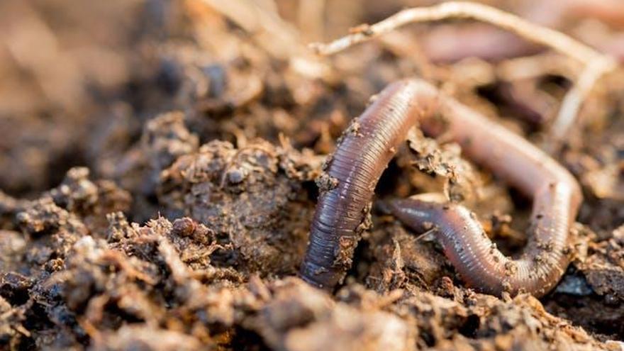 Por qué la lombriz de tierra es uno de los animales más importantes del planeta