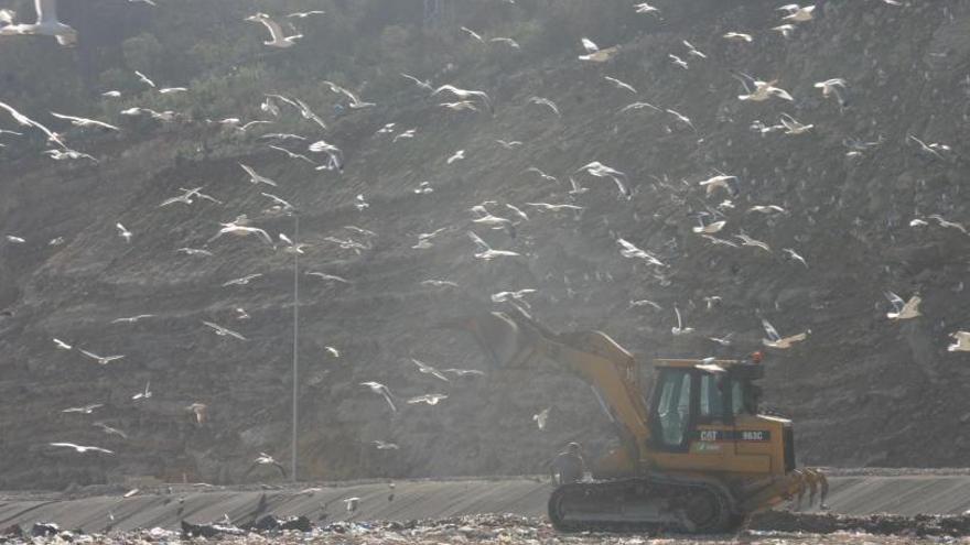 Imagen de archivo del vertedero de Ca na Putxa, lleno de gaviotas. | MOISÉS COPA