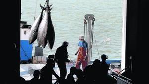 Pesca con almadraba de atún rojo atlántico en Barbate, en Cádiz.