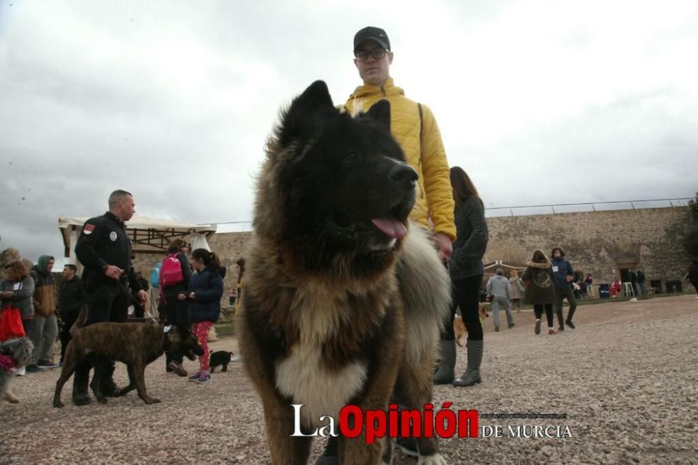 Jornada especial por San Antón en la Fortaleza del Sol de Lorca