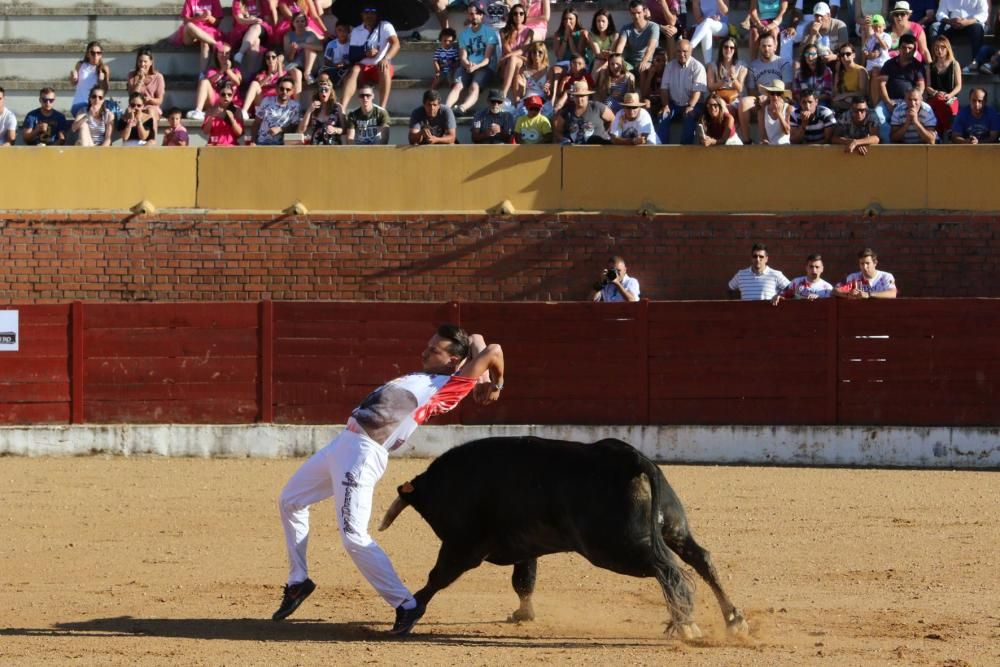 Concurso de cortes en Fuentesaúco.