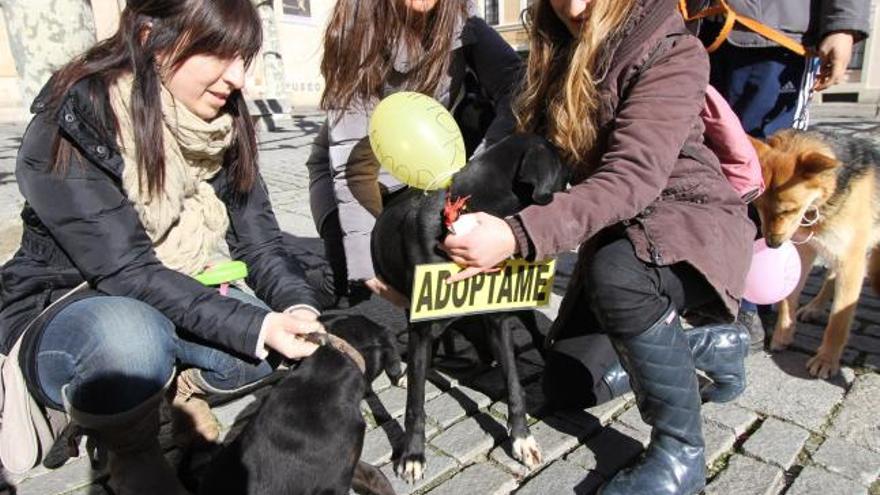 Voluntarios que colaboran en los paseos por la vida.