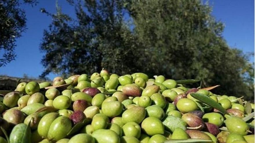 Almazaras del Guadajoz-Campiña Este