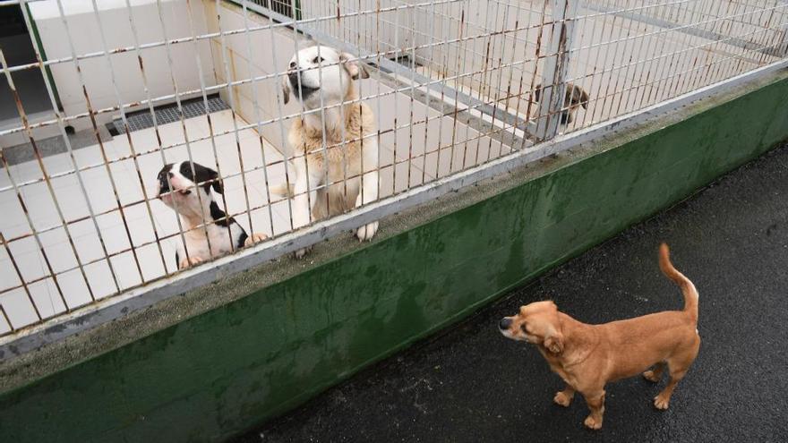 Recogidas más de 40.000 firmas en una petición para municipalizar la gestión de la perrera