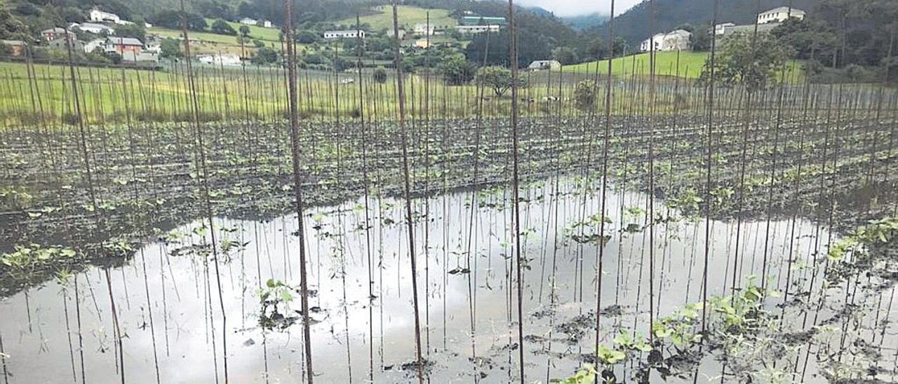 Fabas recién plantadas en Arbón (Navia).