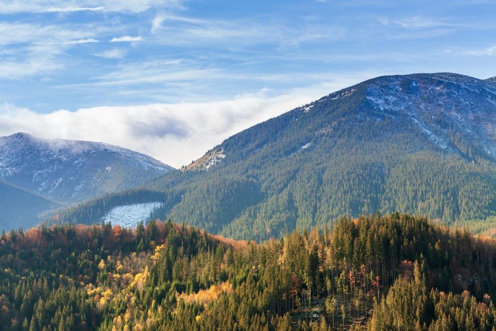 Bosques en los Cárpatos ucranianos