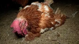 Agricultura propone una sanción de 200.100 euros a la granja avícola de Llucmajor