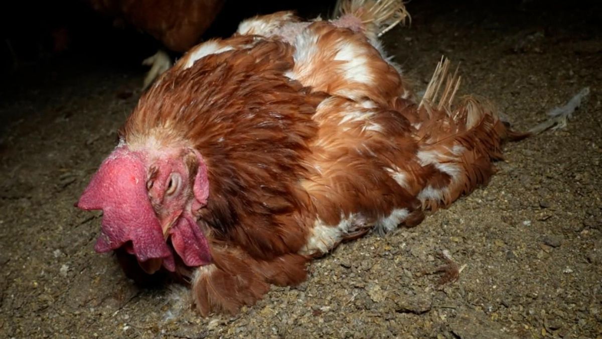 Una gallina moribunda, en las instalaciones de la granja de Llucmajor.
