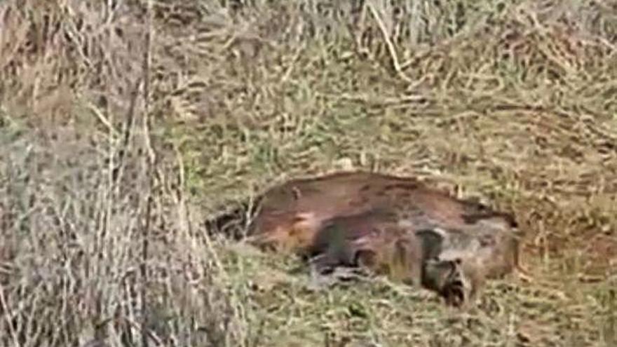 Jabalí muerto tendido al lado de la carretera.