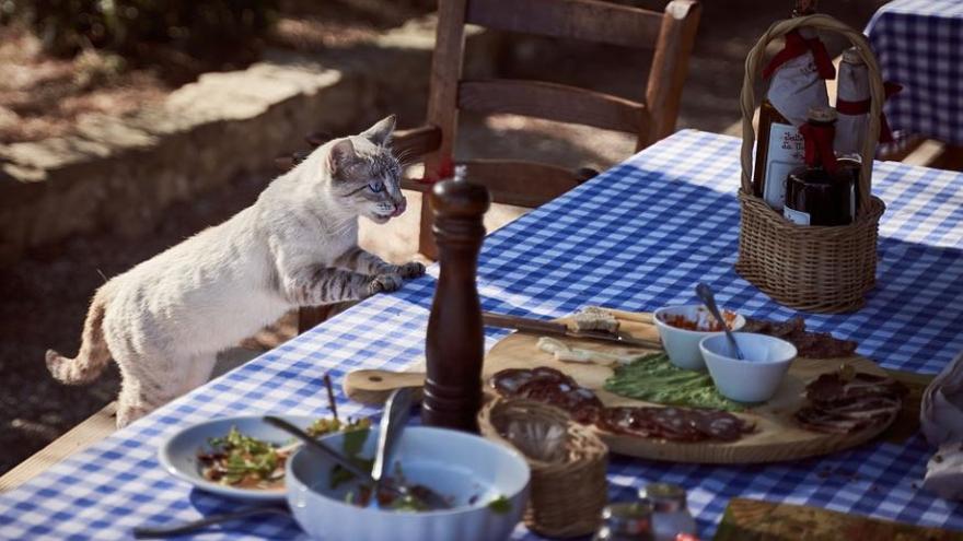 Un gat menjant en una taula