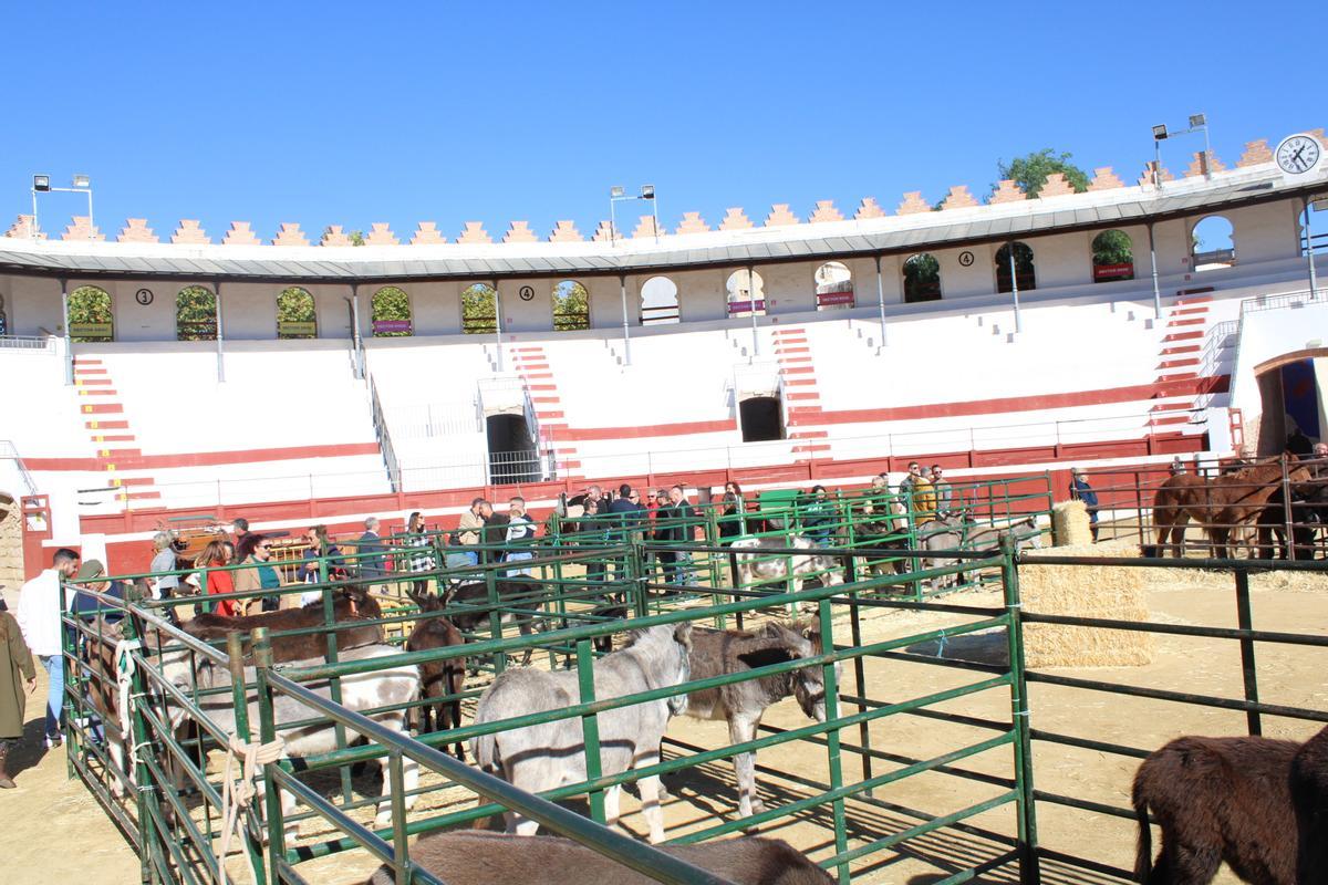 Feria de animales.