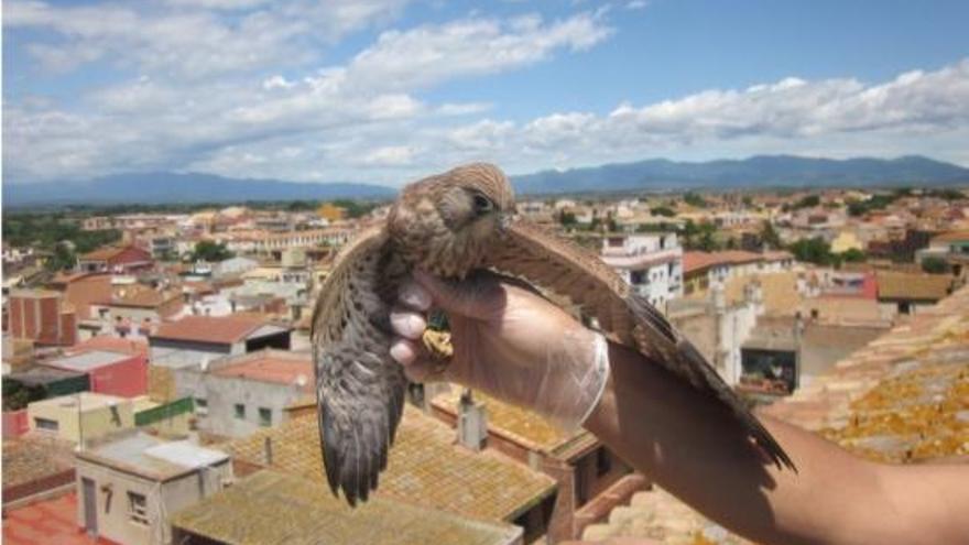 Un dels exemplars aliberats el 2012.