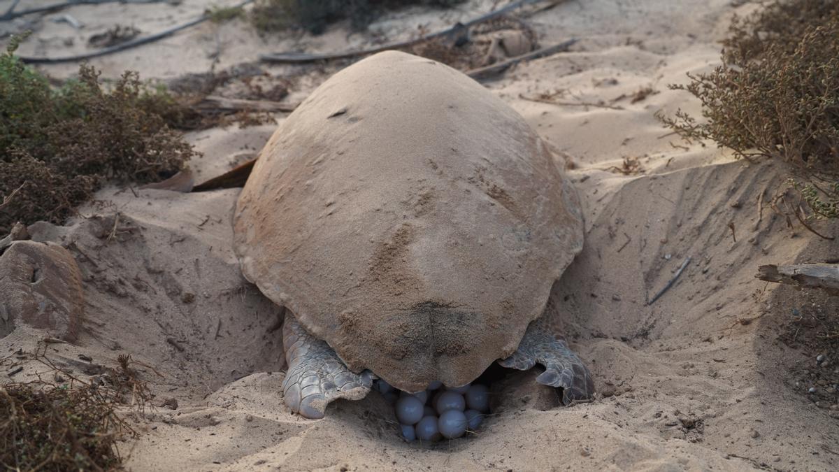 Puesta de huevos de una tortuga marina en Cabo Verde.