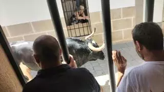 Herido de gravedad por asta de toro un hombre de 49 años en los Sanjuanes de Coria