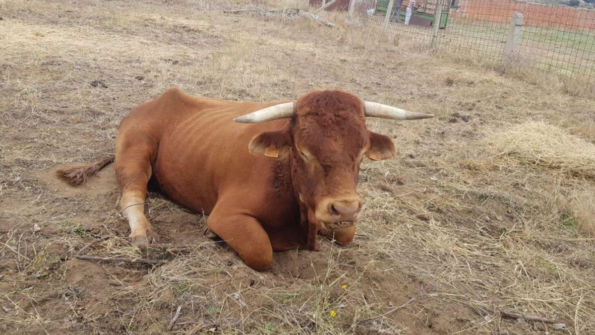 Semental de una finca de Fuentesaúco positivo en EHE. | Cedida