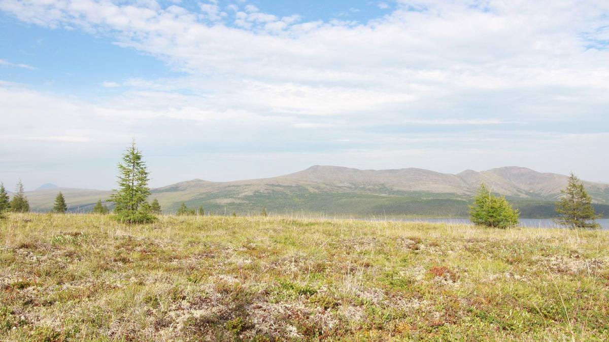 Imagen de la tundra siberiana