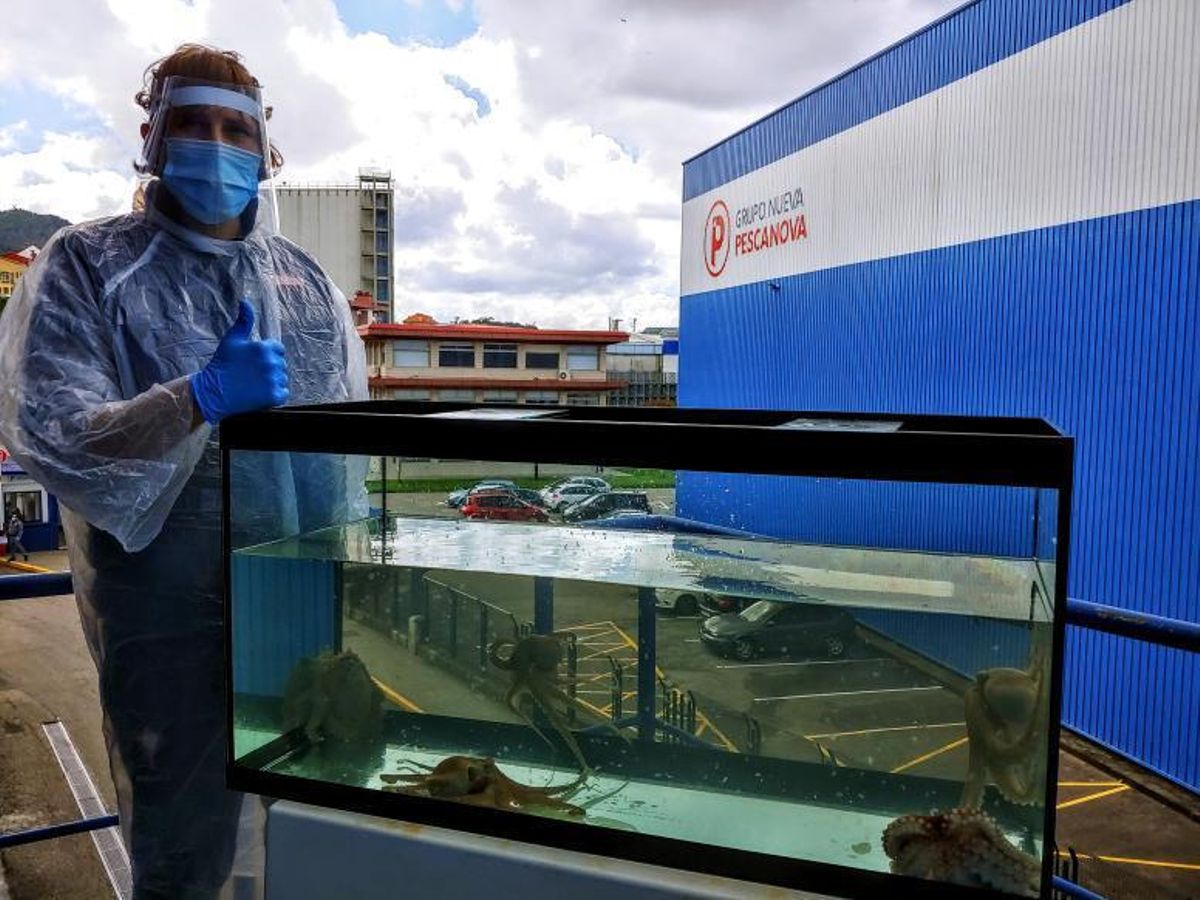 Pulpos de Nueva Pescanova creados en cautividad. | // FDV