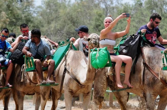 Reportaje excursiones con camellos en las Dunas ...