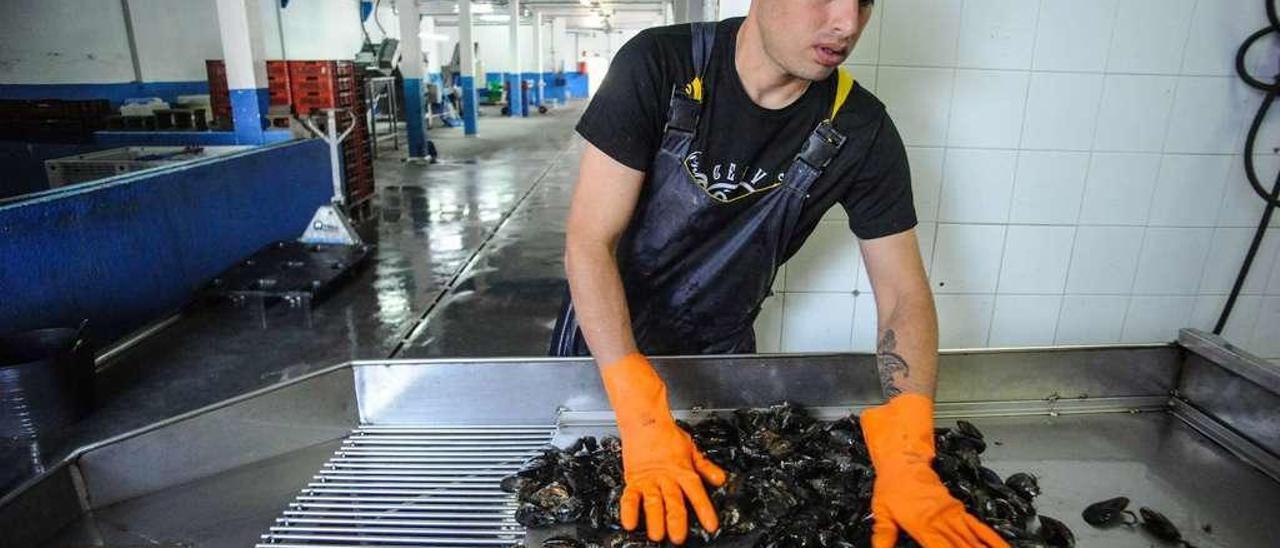 Manipulación del mejillón en las instalaciones de Mariscos Sálvora, en Vilaxoán (Vilagarcía), ayer. // Iñaki Abella