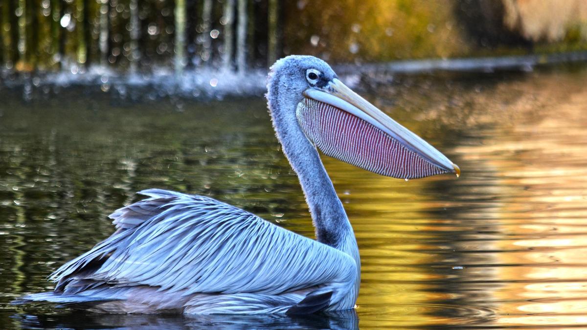 Valencia | Cómo explorar los grandes lagos africanos de forma económica