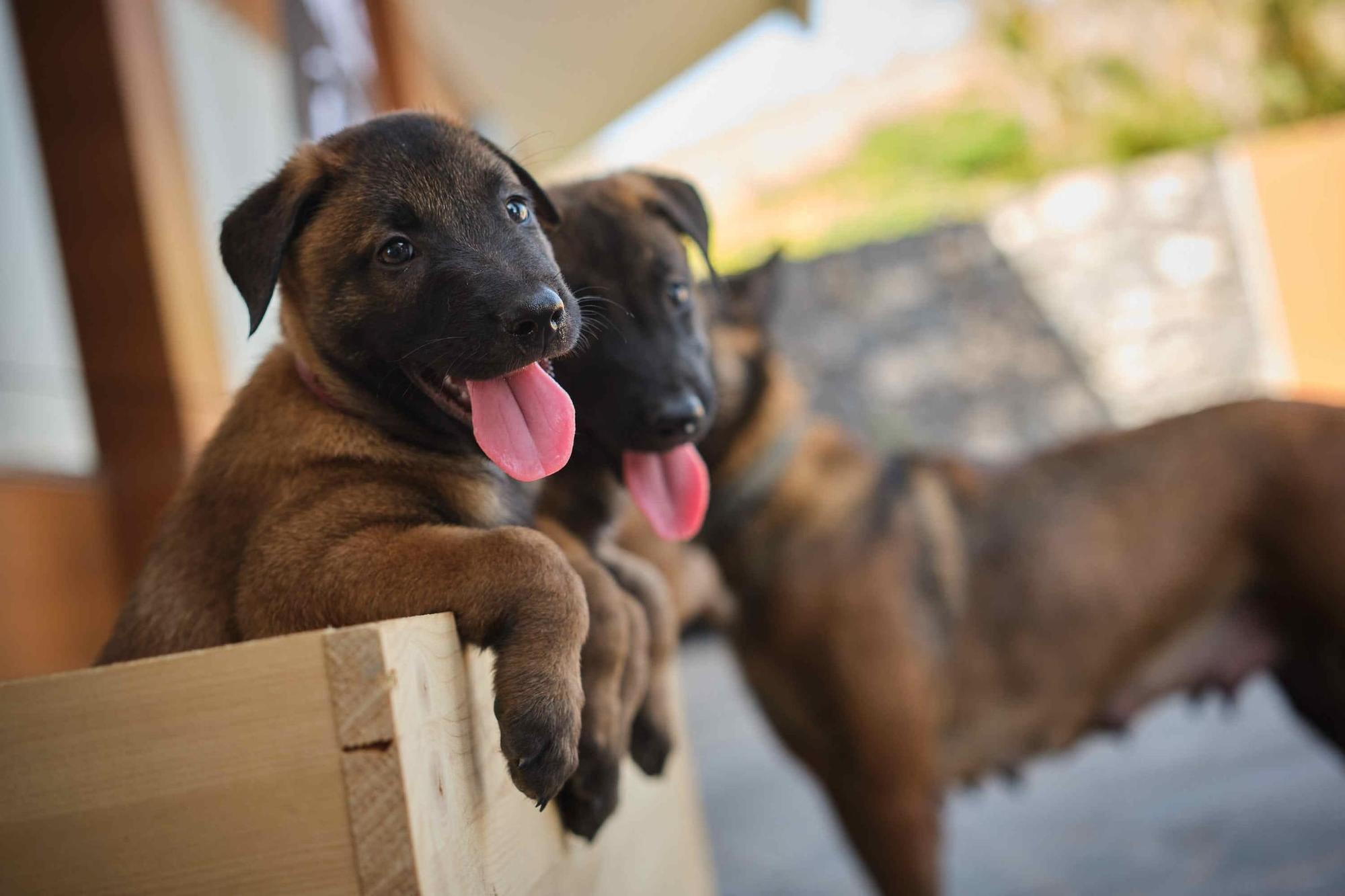 Estos son los nuevos cachorros de la Unidad Canina de la Policía Local de Santa Cruz