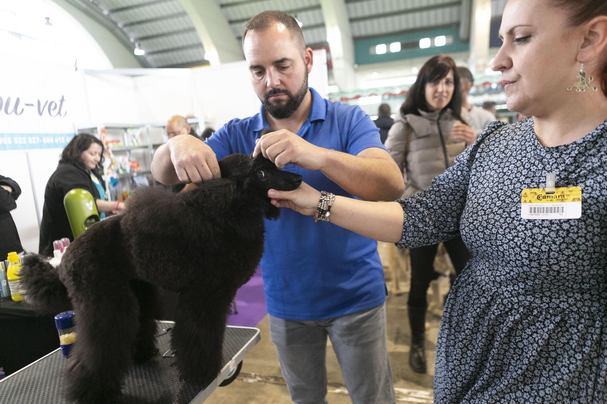 Inauguración del salón asturiano de las mascota.