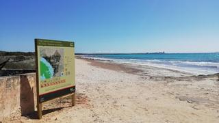 El plan de gestión de es Trenc obliga a mantener la posidonia seca en la playa