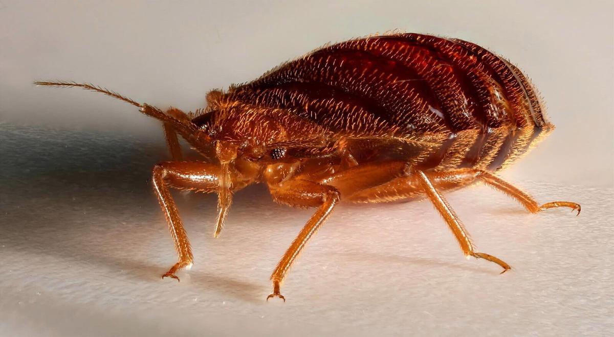 Este prolífico insecto recibe el nombre científico de &quot;Cimex lectularius&quot;, aunque normalmente se conoce como chinche o chinche de cama