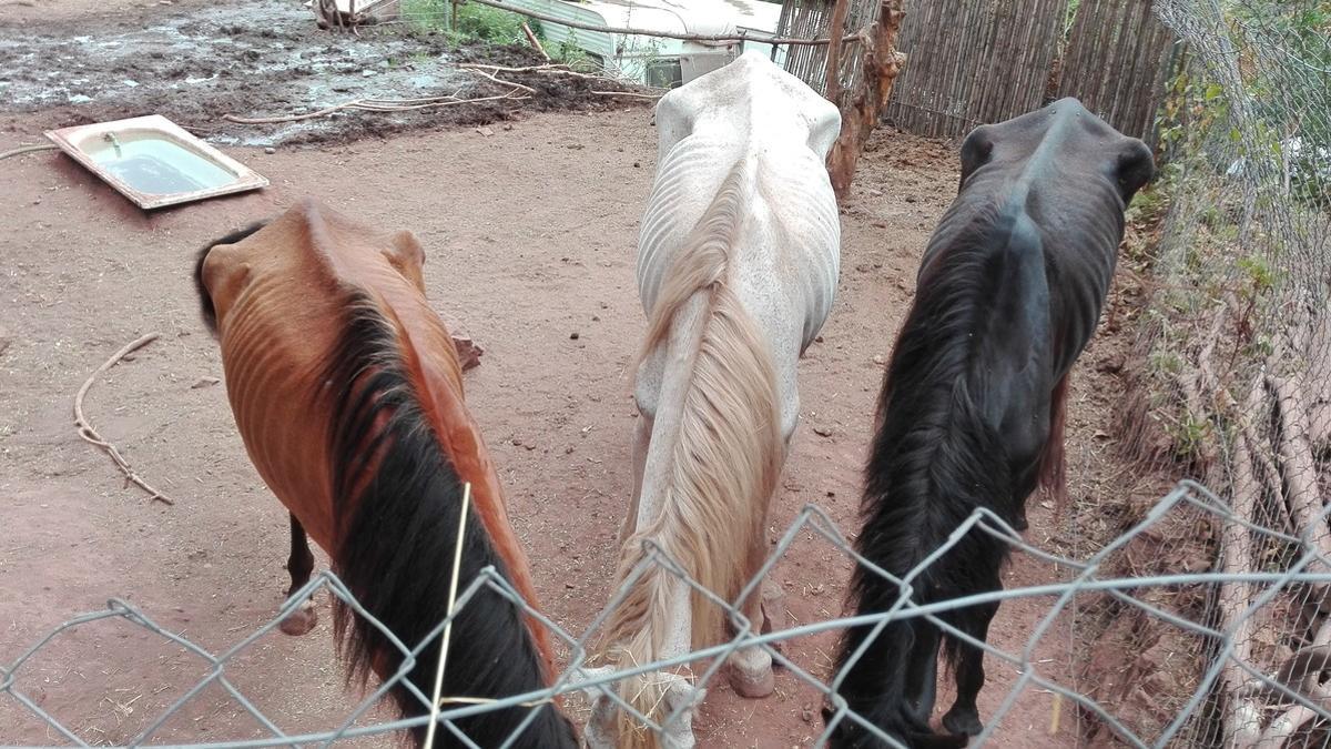 Caballos desnutridos en Cervelló.