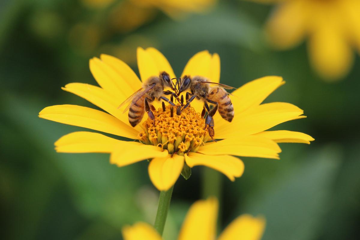 El polen de abeja es uno de los superalimentos más nutritivos que existen