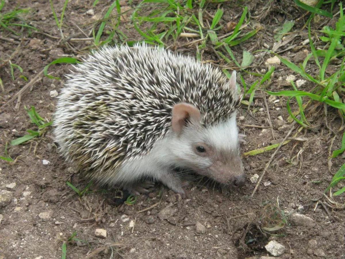 El erizo moruno está presente en la zona de Levante y Baleares