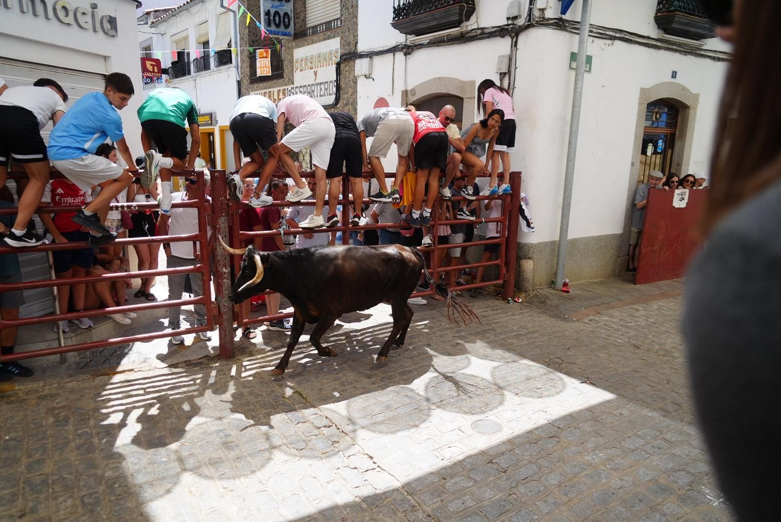 Gran ambiente, numeroso público y emoción en los encierros taurinos de El Viso