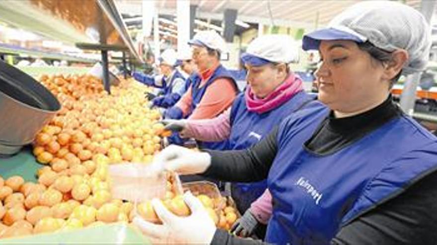 El calor recorta en un mes la campaña de clemenules