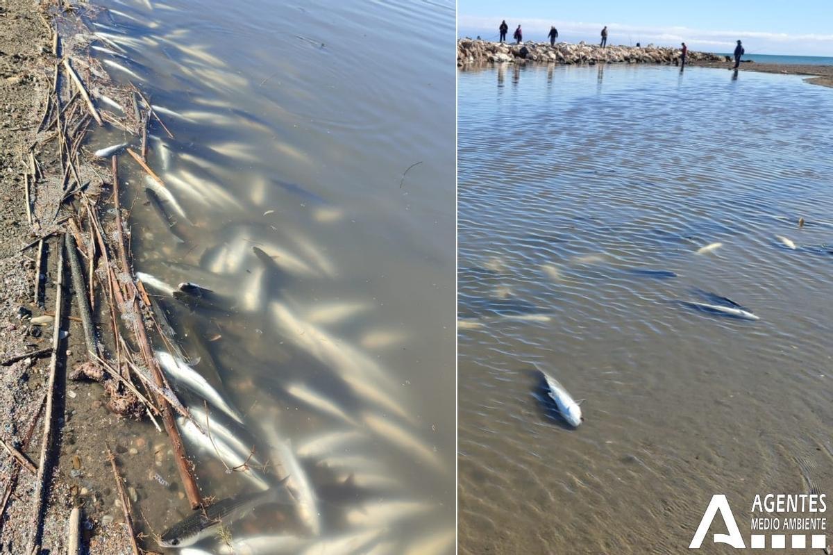 Los peces muertos aparecieron en la desembocadura del Guadalhorce, este sábado.